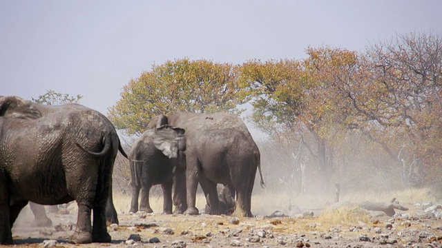 拍摄于纳米比亚大草原/埃托沙国家公园的非洲象视频素材