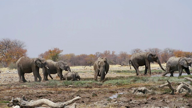在泥地拍摄非洲象/ Etosha国家公园，纳米比亚视频素材