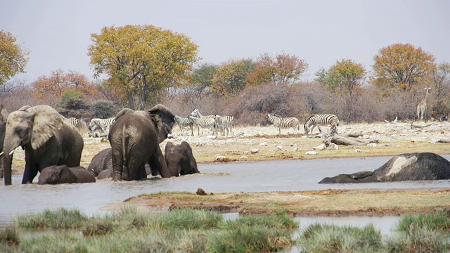 非洲象在水坑里休息/埃托沙国家公园，纳米比亚视频素材