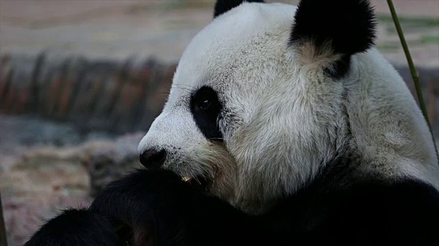 熊猫动物吃竹子。视频素材