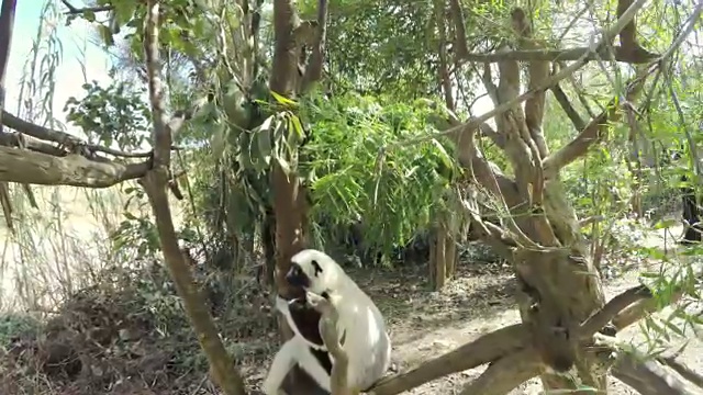 狐猴在爬树视频素材