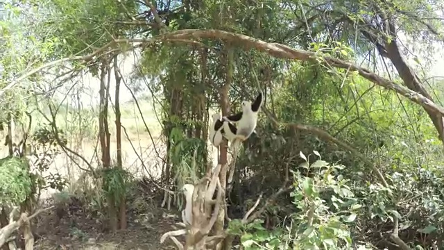 狐猴在爬树视频素材