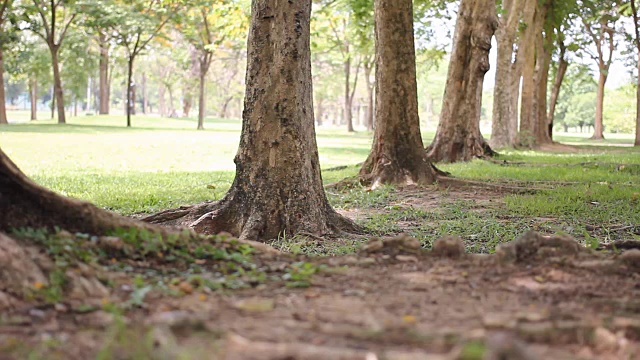 摄影:草地庭院和公园里的树木。视频素材