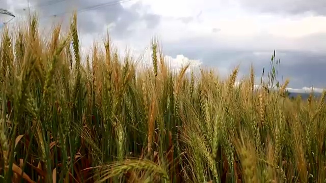 大麦领域视频下载