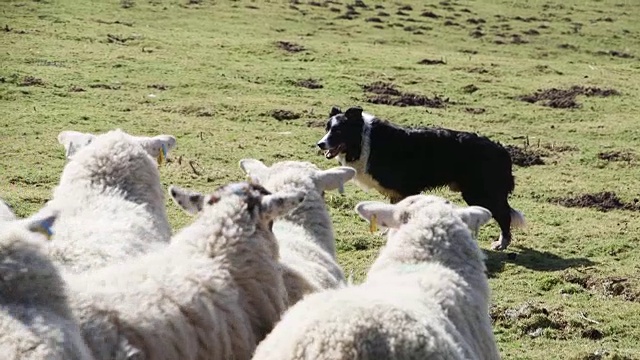 牧羊犬放羊视频素材