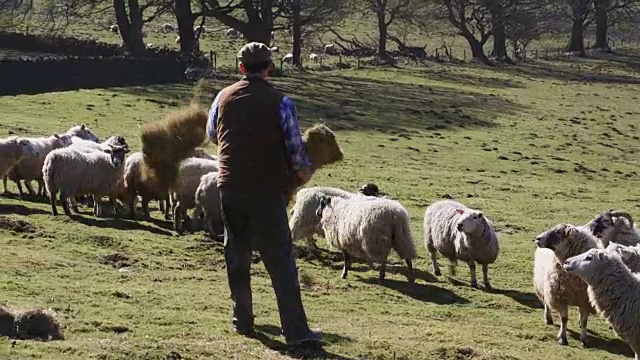 农夫喂羊视频素材