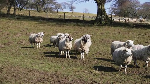 放牧绵羊视频素材
