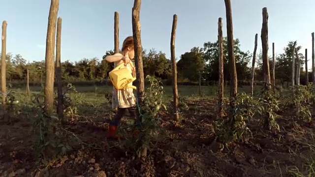 高清图像序列。小女孩浇灌有机番茄，日落，乡村景色视频素材