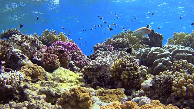 成群的鱼在红海美丽的珊瑚礁上视频素材