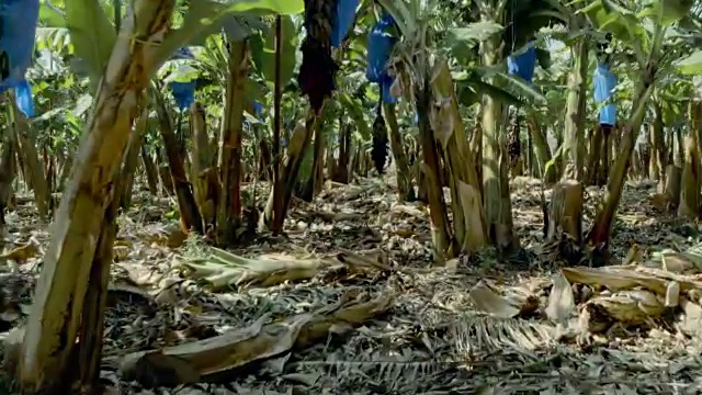 香蕉种植园。芽在树上视频下载