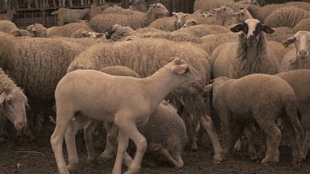 绵羊在春天的慢镜头视频素材
