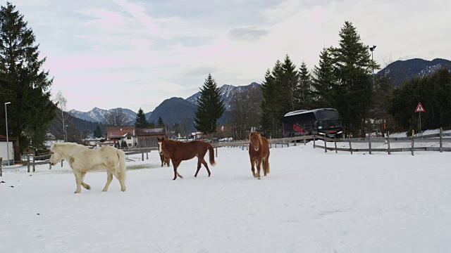 养马在Weissenbach am Lech视频素材