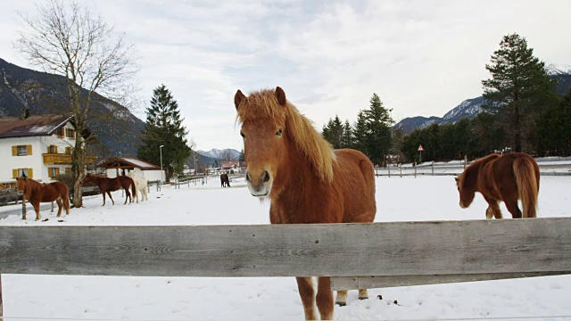养马在Weissenbach am Lech视频素材