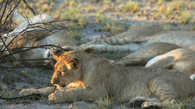 这张照片拍摄的是一只狮子幼崽在啃树枝，而其他狮子则在周围睡觉视频下载