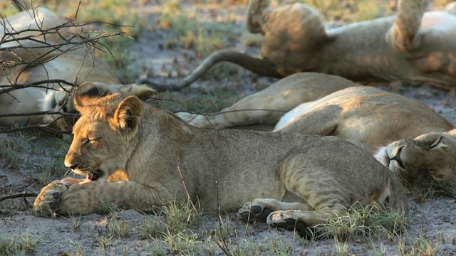 这张照片拍摄于博茨瓦纳喀拉哈里中部野生动物保护区的喀拉哈里平原，狮子幼崽在啃树枝，其他狮子在周围睡觉视频下载