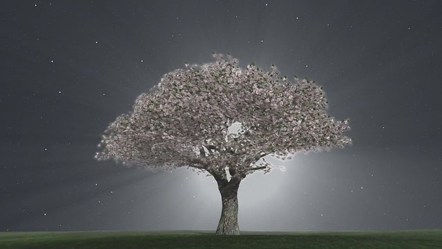夜晚的光之树视频下载