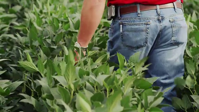 一位农民从一排高大的大豆上走过。视频素材