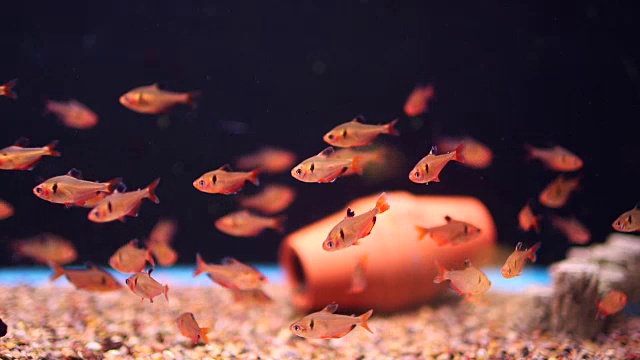 水族箱里的红色小鱼视频下载