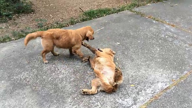 这是两只金毛寻回犬幼崽在自家玩耍的照片视频素材