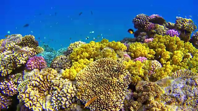 在红海的珊瑚礁上有许多五颜六色的鱼视频素材