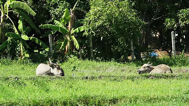 水牛躺在绿色的田野里视频素材