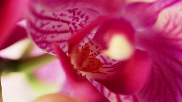 兰花的极端特写与移动的背景。视频素材