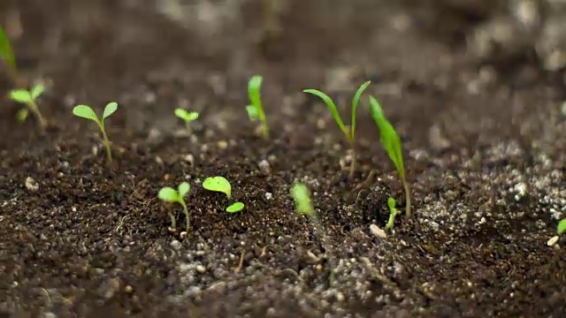 不同植物发芽的延时视频素材
