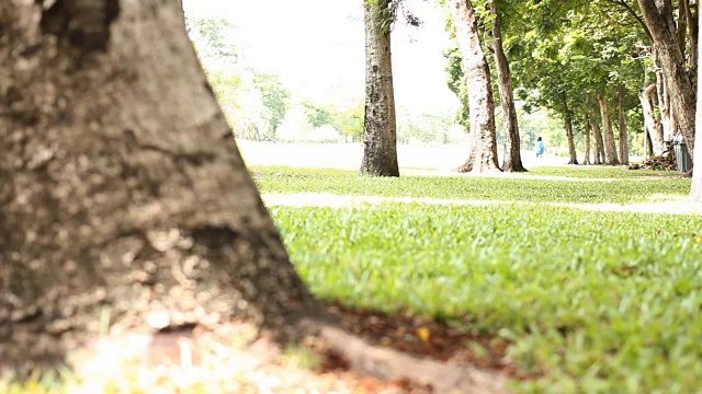 多莉拍摄:早上的绿色公园。视频素材