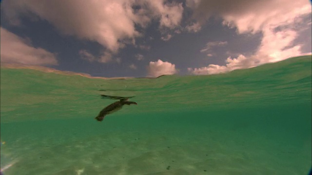 绿海龟(Chelonia mydas)幼崽在阿森松岛的浅滩中游走视频下载