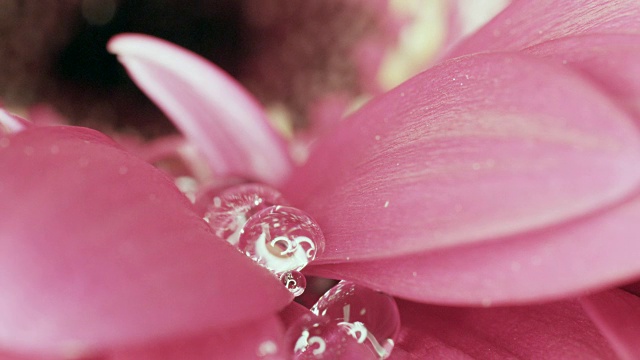 雨中的小植物与水滴的特写视频素材