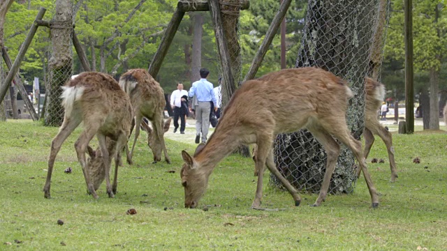奈良公园的鹿视频下载