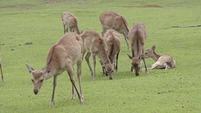 奈良公园的鹿视频下载
