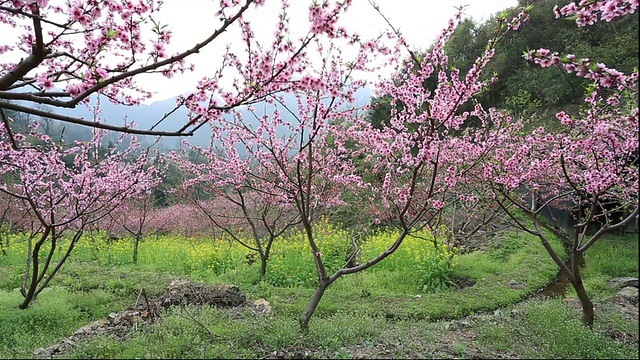 粉色花朵的树视频下载