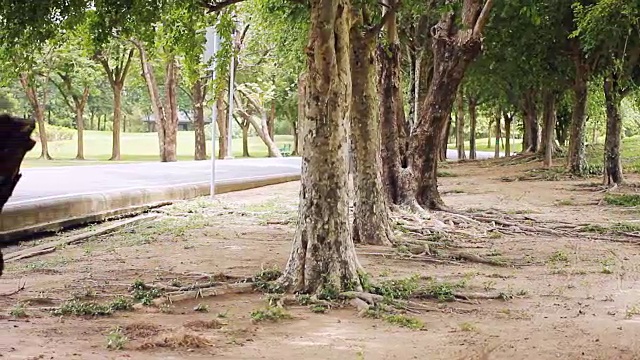高清平移:公园里的树。视频素材