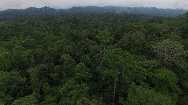 雨林旁边的大型砍伐森林，棕榈油种植园，揭示视频素材
