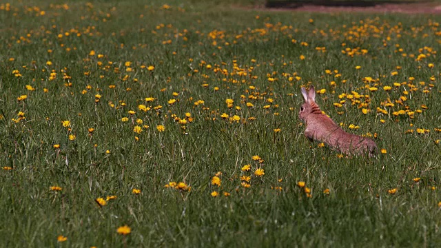 欧洲兔或野兔，oryctolagus cuniculus，成年跑过鲜花，诺曼底，慢镜头4K视频素材