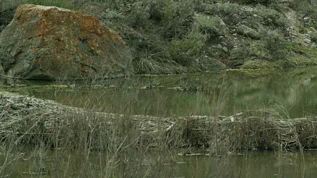海狸大坝2视频素材