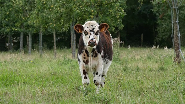诺曼底牛，在牧场的牛，诺曼底，实时4K视频下载