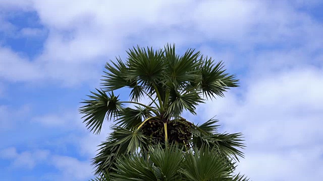 棕榈树视频下载