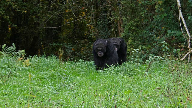黑猩猩，泛穴居人，成年人走路，实时4K视频下载