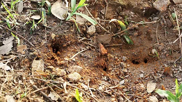 昆虫从地上的洞视频素材