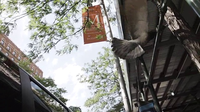 在一个夏天的下午，鸽子在纽约飞行——慢镜头视频素材
