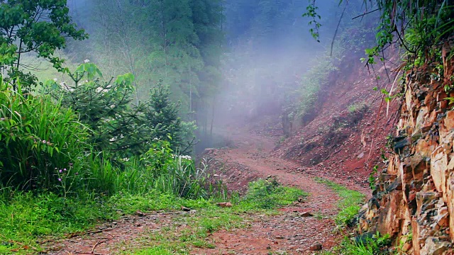 穿过雾蒙蒙的森林的土路视频下载