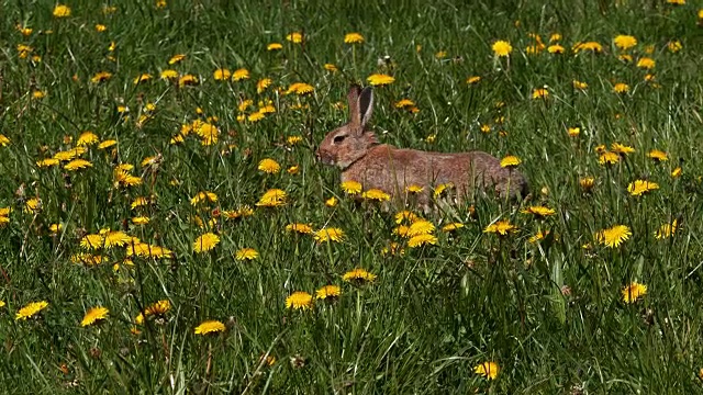 欧洲兔或野兔，oryctolagus cuuniculus，成人走过鲜花，诺曼底，实时4K视频素材