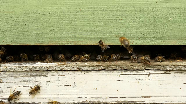他蜂箱里的一群蜜蜂视频素材