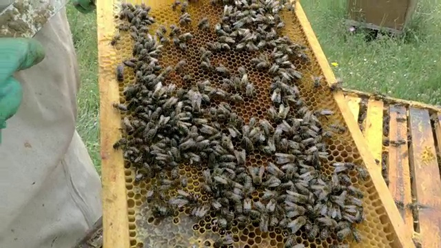 蜂巢里满是蜜蜂视频素材