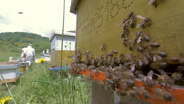 靠近蜂巢，两个养蜂人在远处视频素材