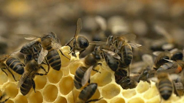 蜂房里的蜜蜂视频素材