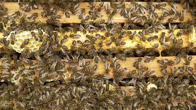 蜂房里的蜜蜂视频素材