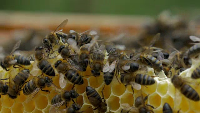 在蜂巢里工作的蜜蜂视频素材